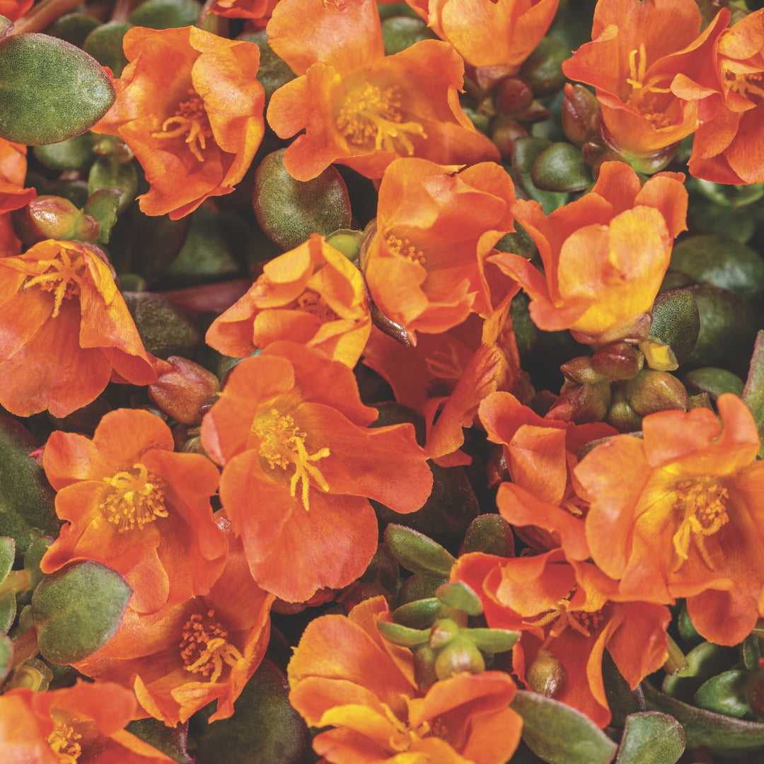 succulent orange Purslane | Mojave Tangerine