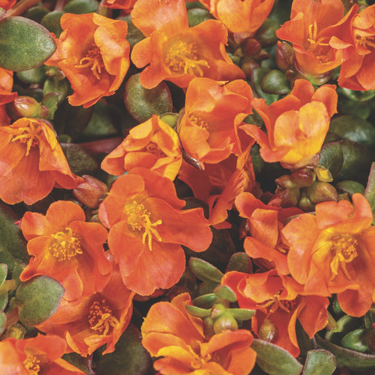 Mojave® Tangerine Purslane (Portulaca umbraticola)