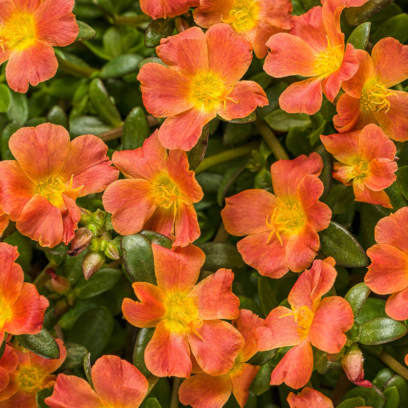 Mojave Tangerine Mojave Tangerine Purslane up close.