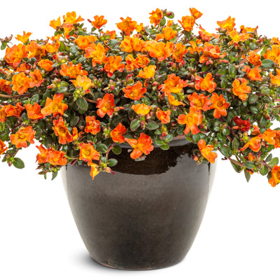 Mojave® Tangerine Purslane (Portulaca umbraticola) | Proven Winners® New Variety 2025