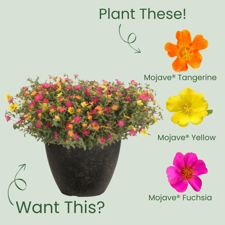 purslane hanging plant Purslane | Mojave Fuchsia