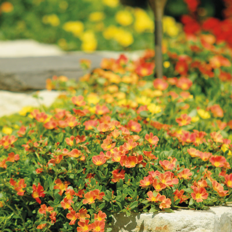 Mojave Tangerine Mojave Tangerine Purslane in use.