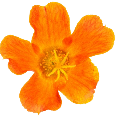 Mojave® Tangerine Purslane (Portulaca umbraticola) | Proven Winners® New Variety 2025