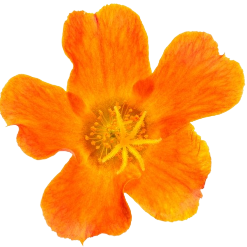 Mojave® Tangerine Purslane (Portulaca umbraticola) | Proven Winners® New Variety 2025