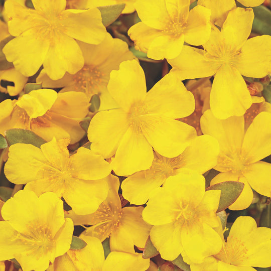 Mojave® Yellow Purslane (Portulaca umbraticola)