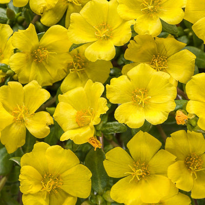 Mojave Yellow Purslane up close.