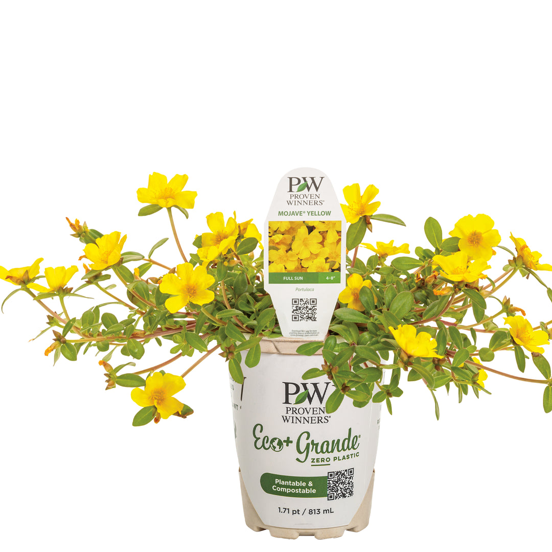 plant pot yellow Purslane | Mojave Yellow