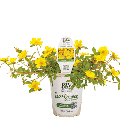 Mojave® Yellow Purslane (Portulaca umbraticola)