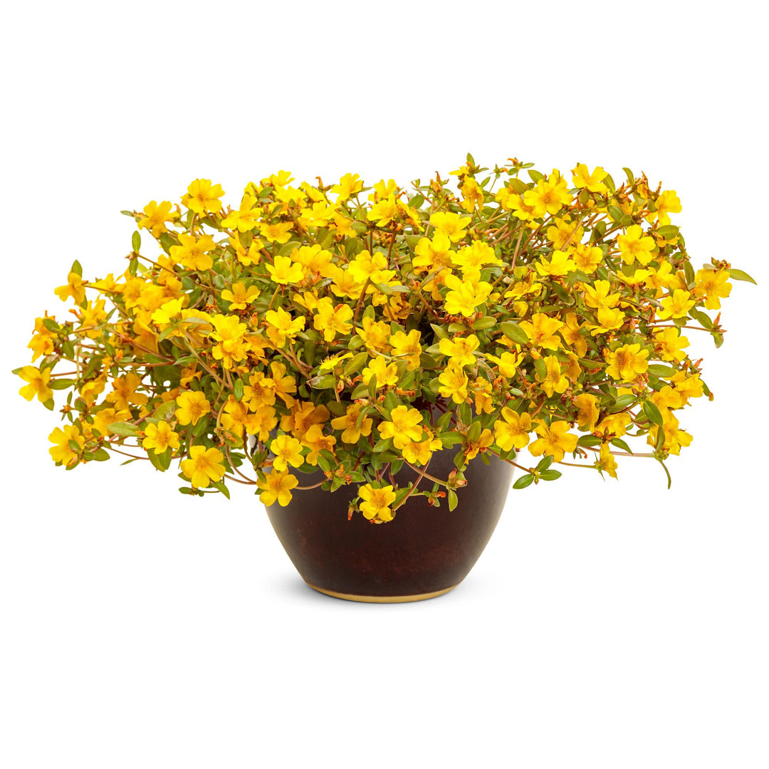 Purslane | Mojave Yellow