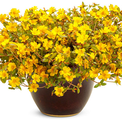 Mojave Yellow Purslane in use.