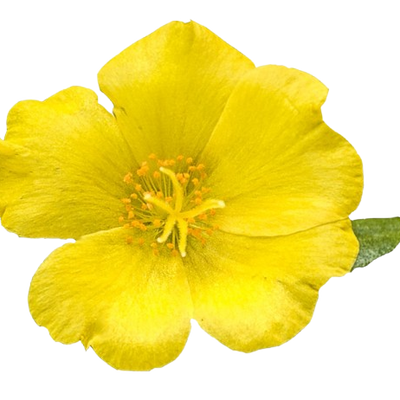 Mojave® Yellow Purslane (Portulaca umbraticola)