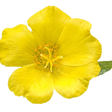 Mojave® Yellow Purslane (Portulaca umbraticola)