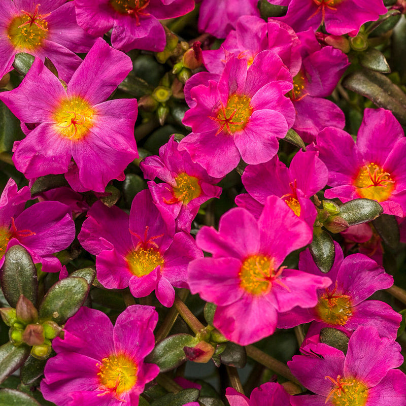 Mojave Fuchsia Purslane up close.