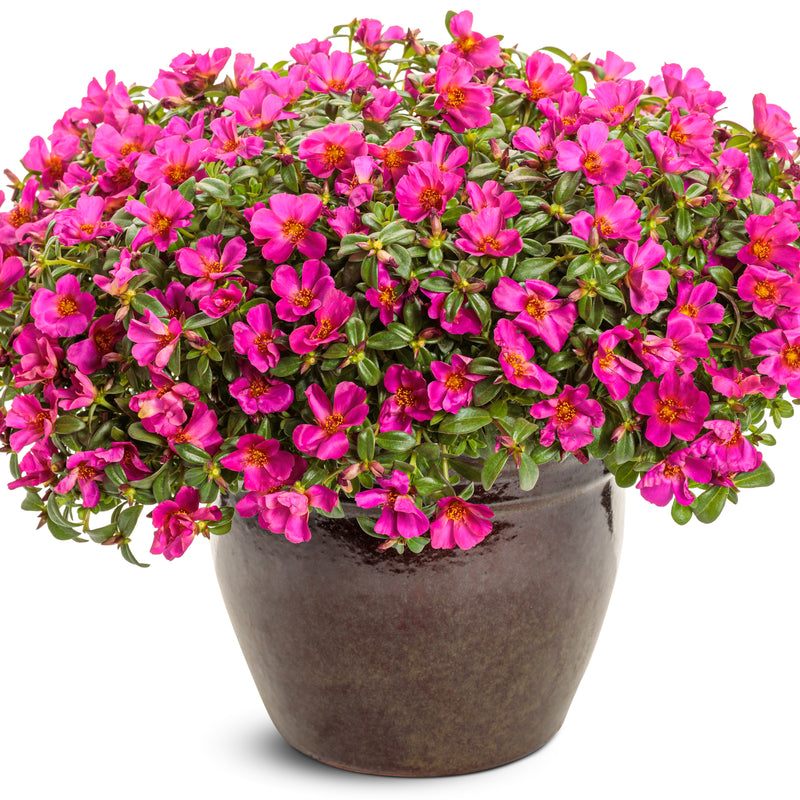 Mojave® Fuchsia Purslane (Portulaca umbraticola) | Proven Winners® New Variety 2025