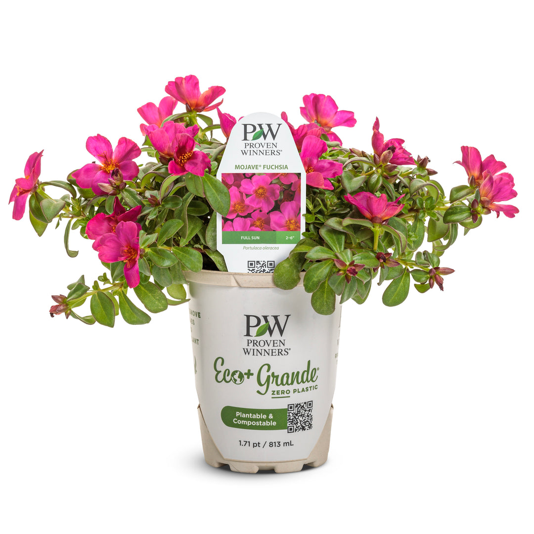 fuchsia potting mix Purslane | Mojave Fuchsia