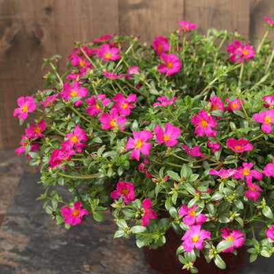 Mojave Fuchsia Purslane in focus.