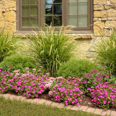 Mojave Fuchsia Purslane in use.