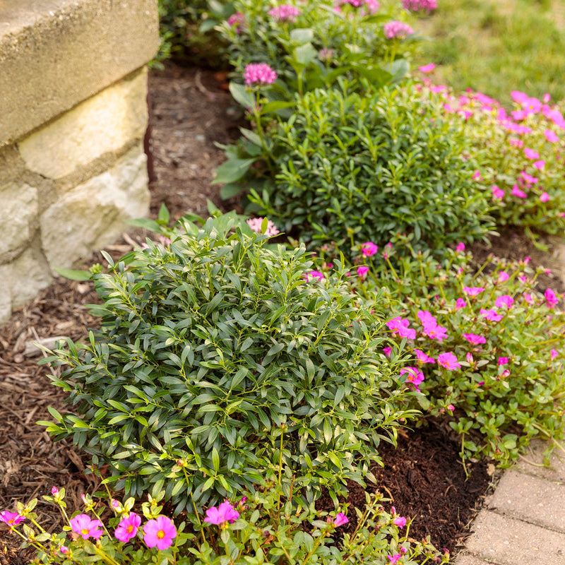 Mojave Fuchsia Mojave Fuchsia Purslane in use.