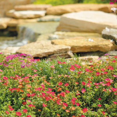 Mojave Fuchsia Purslane in use.