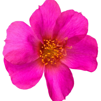 Mojave® Fuchsia Purslane (Portulaca umbraticola) | Proven Winners® New Variety 2025