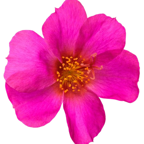 Mojave® Fuchsia Purslane (Portulaca umbraticola) | Proven Winners® New Variety 2025