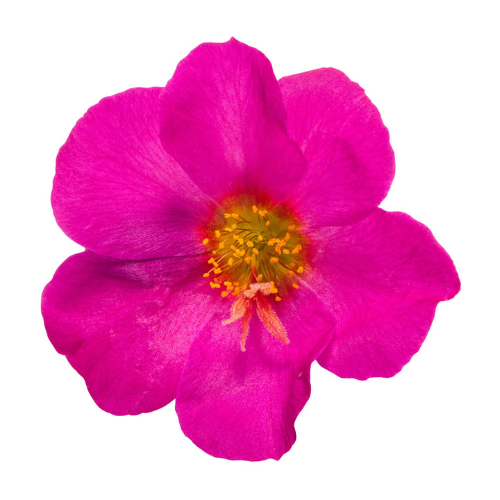 Mojave® Fuchsia Purslane (Portulaca umbraticola)