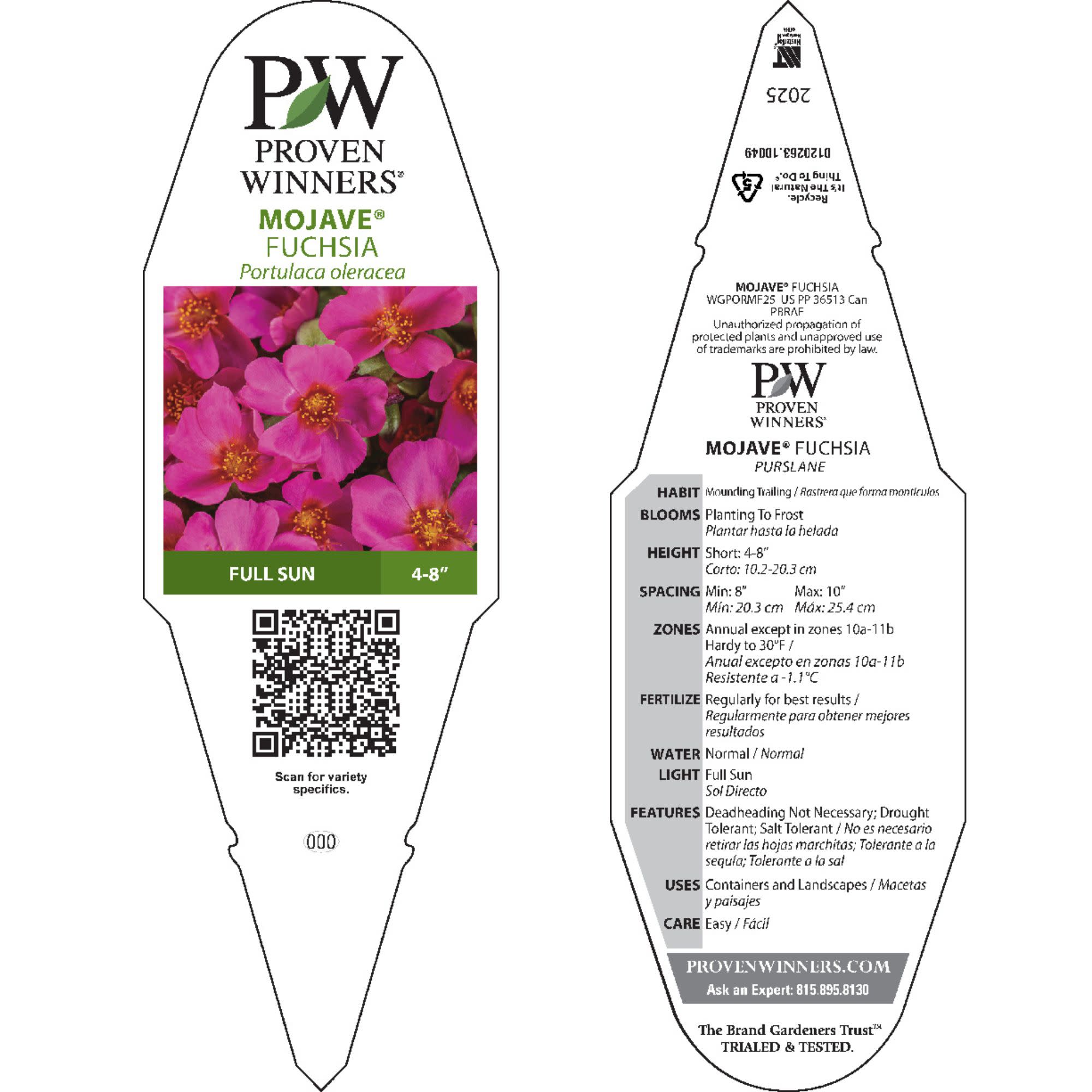 Purslane | Mojave® Fuchsia | Proven Winners® Annuals – Proven
