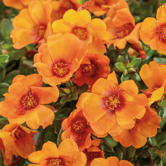 Mojave® Mango Purslane (Portulaca oleracea)