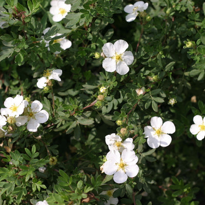 Happy Face White Potentilla up close.