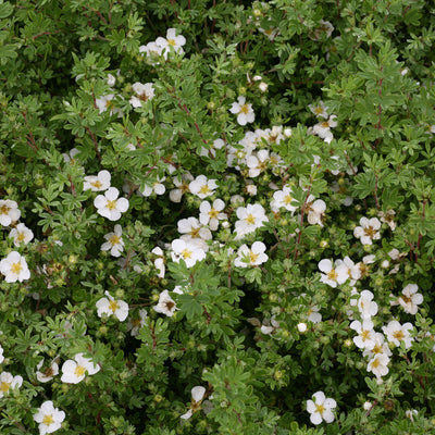 Happy Face White Potentilla up close.