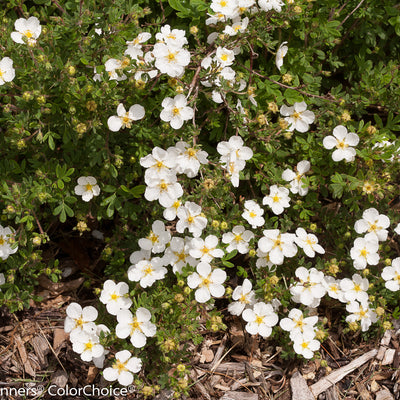 Happy Face White Potentilla up close.