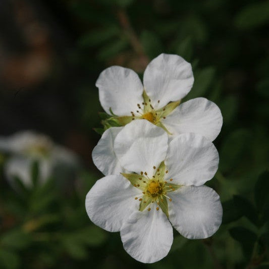 Happy Face White Happy Face White Potentilla up close.