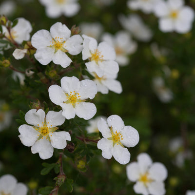 Happy Face White Potentilla up close.