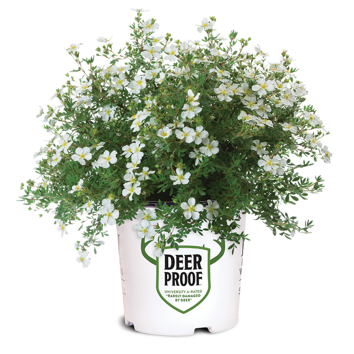 Happy Face White Happy Face White Potentilla in container.