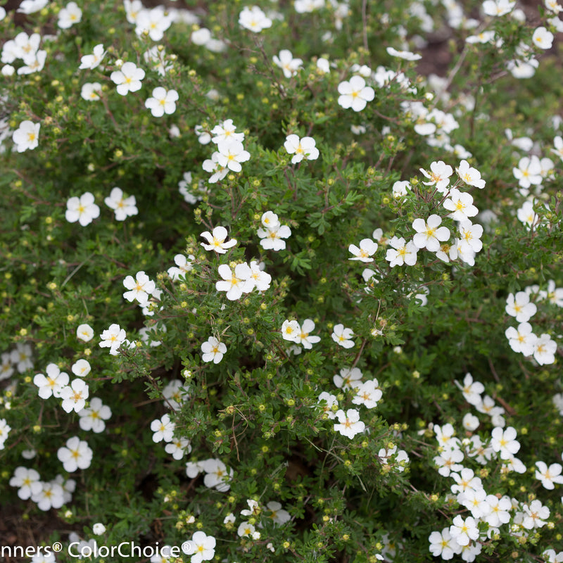 Happy Face White Potentilla in focus.