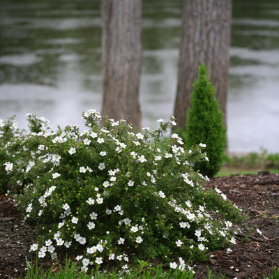 Happy Face White Potentilla in use.