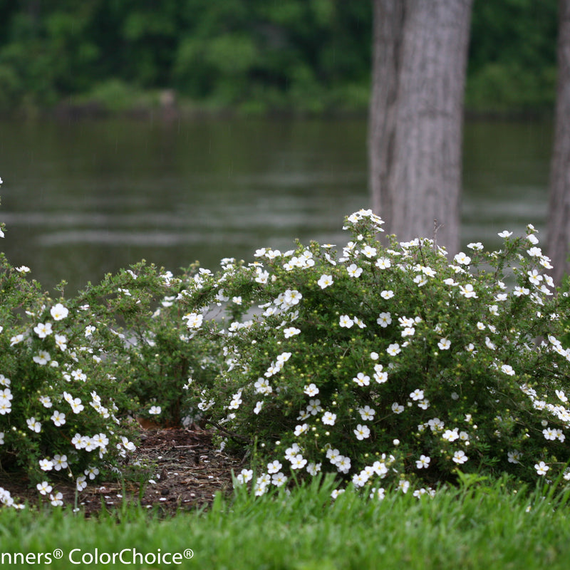 Happy Face White Potentilla in use.