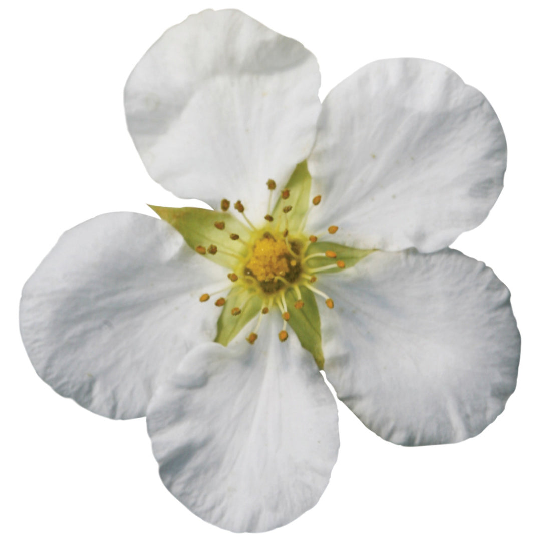 Happy Face® White Potentilla (Dasiphora fruticosa)
