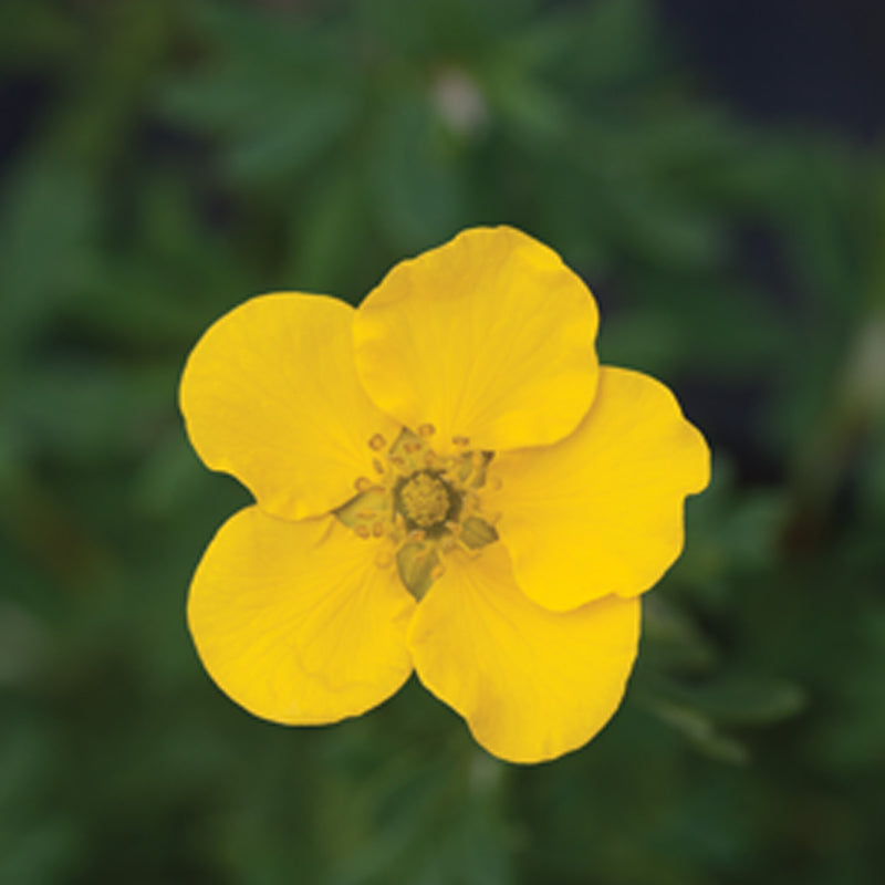 Happy Face Yellow Potentilla up close.