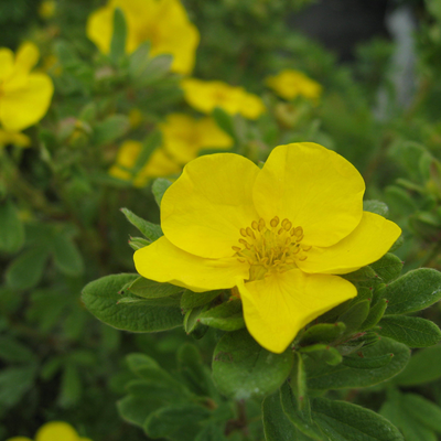 Happy Face Yellow Happy Face Yellow Potentilla up close.