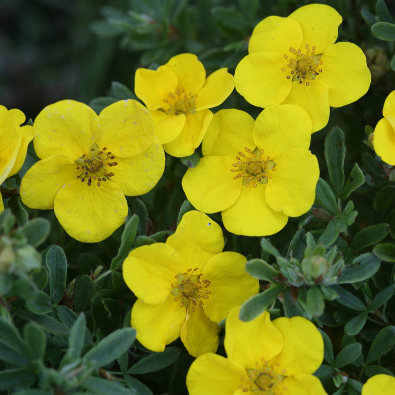 Happy Face Yellow Happy Face Yellow Potentilla up close.