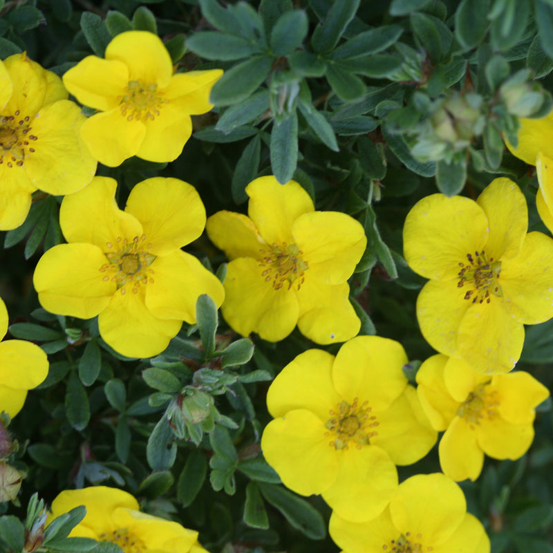 Happy Face Yellow Potentilla up close.