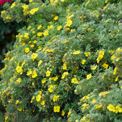 Happy Face Yellow Happy Face Yellow Potentilla in focus.