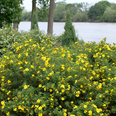 Happy Face Yellow Happy Face Yellow Potentilla in focus.