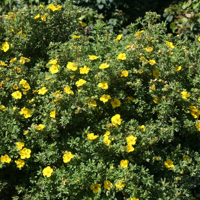 Happy Face Yellow Potentilla in focus.