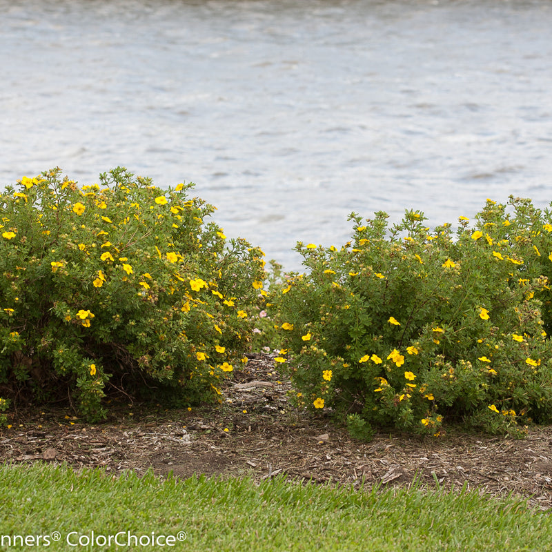 Happy Face Yellow Potentilla in use.