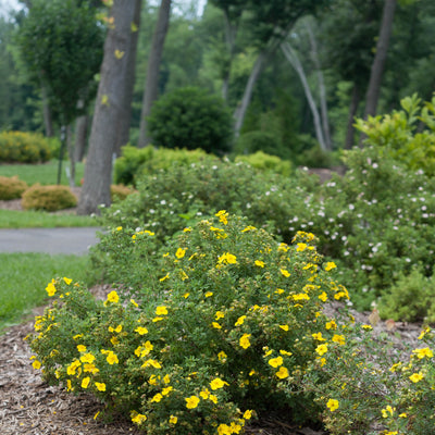 Happy Face Yellow Potentilla in use.