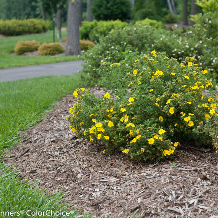 Potentilla | Happy Face® Yellow