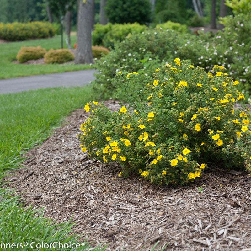 Happy Face Yellow Potentilla in use.