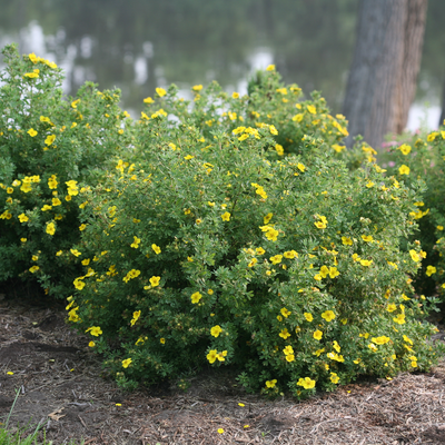 Happy Face Yellow Happy Face Yellow Potentilla in use.